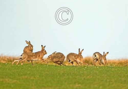    Brown Hares DM2027